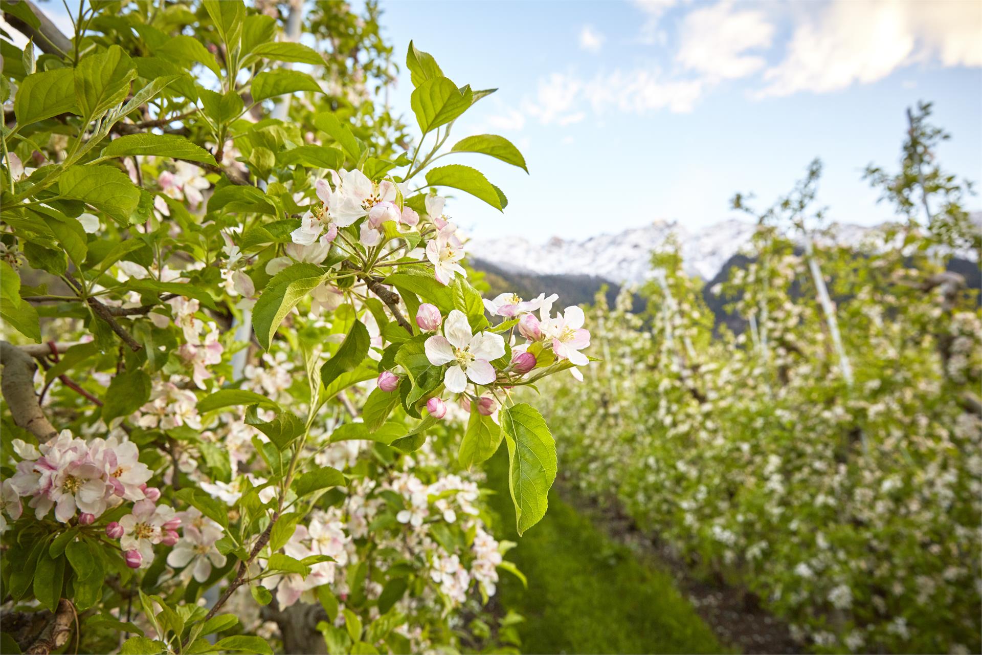 B&B MARLENE Bolzano/Bozen 10 suedtirol.info