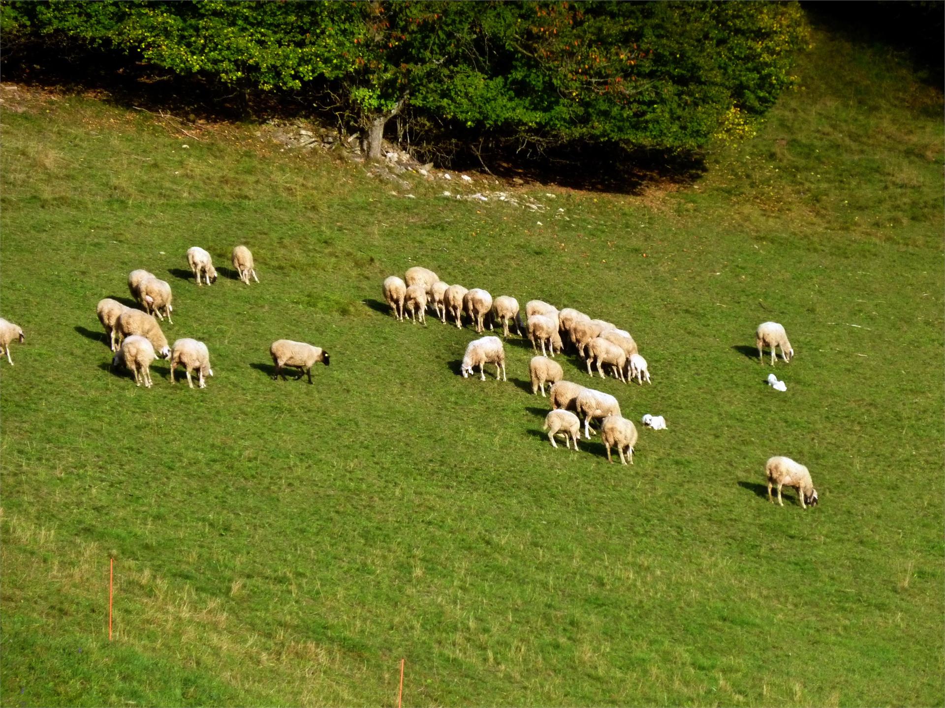 Maso Ratzeshof Castelrotto 10 suedtirol.info