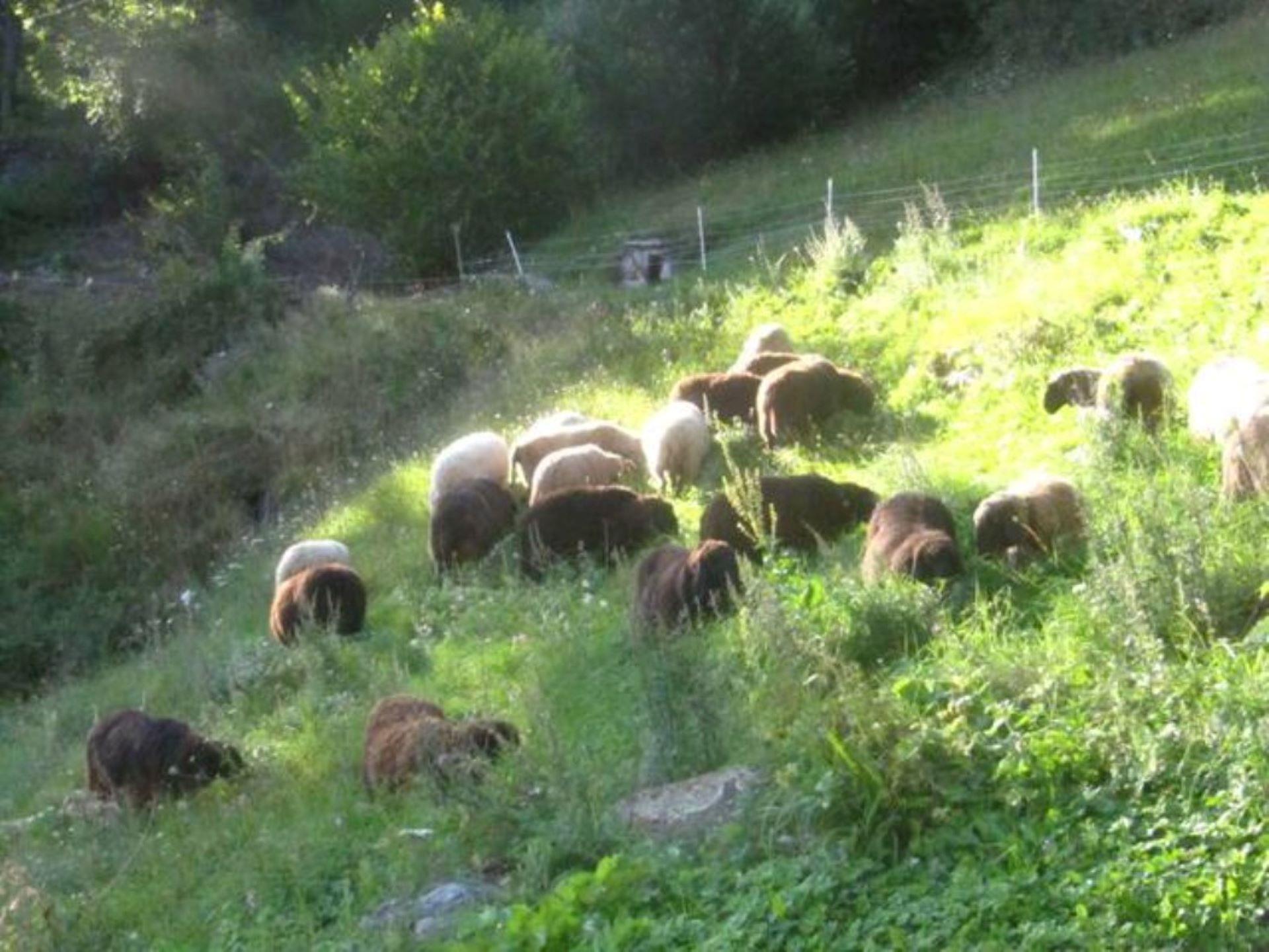 Bad Oberhaus Parcines 5 suedtirol.info