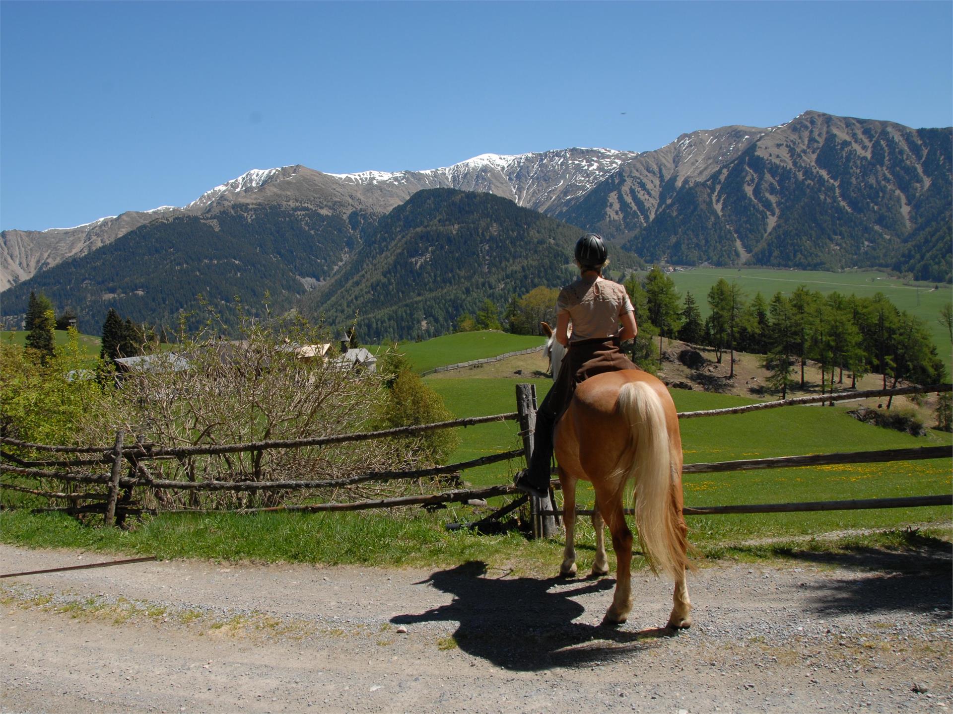 Biohof Vill Schlanders/Silandro 3 suedtirol.info