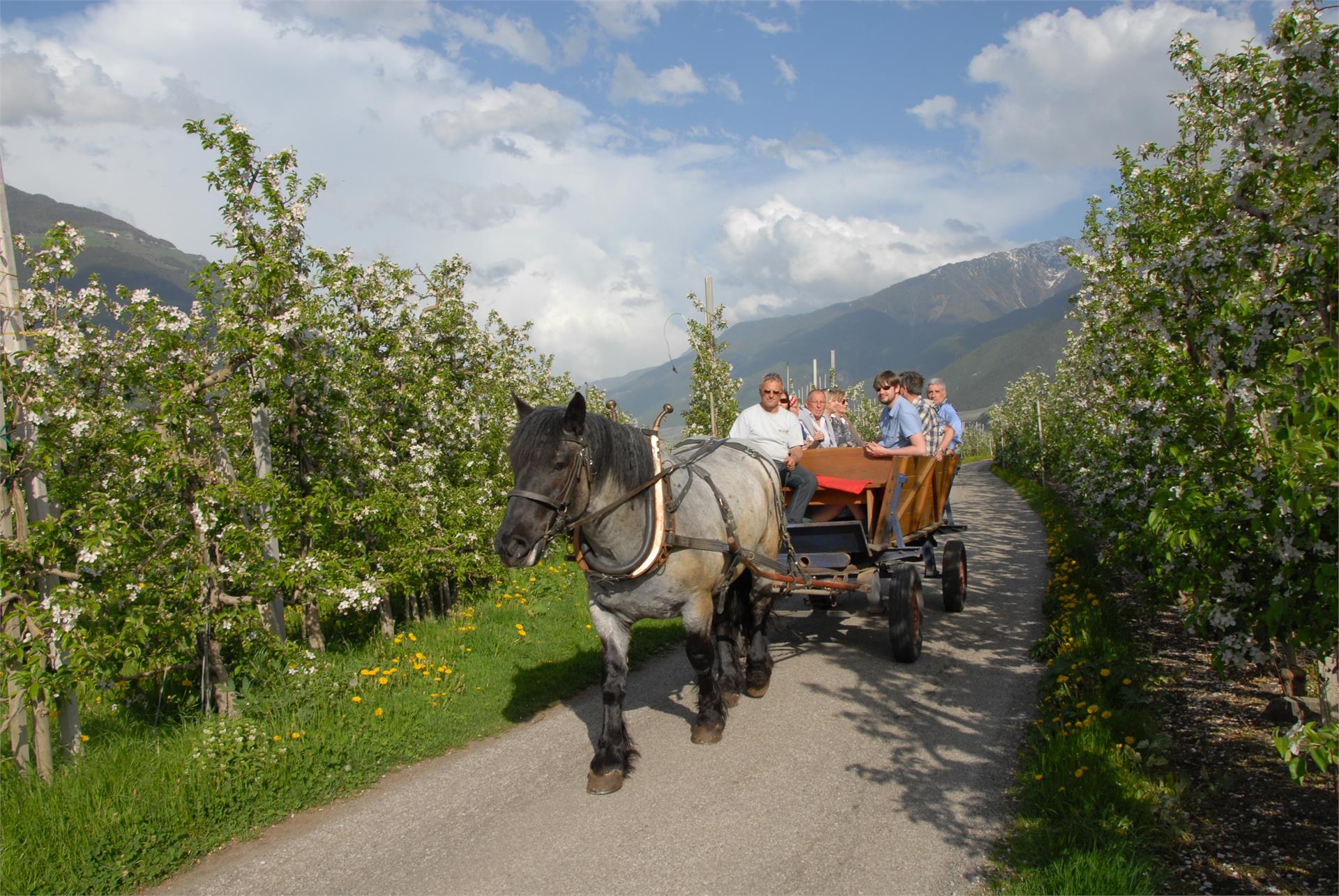 Biohof Vill Schlanders/Silandro 20 suedtirol.info