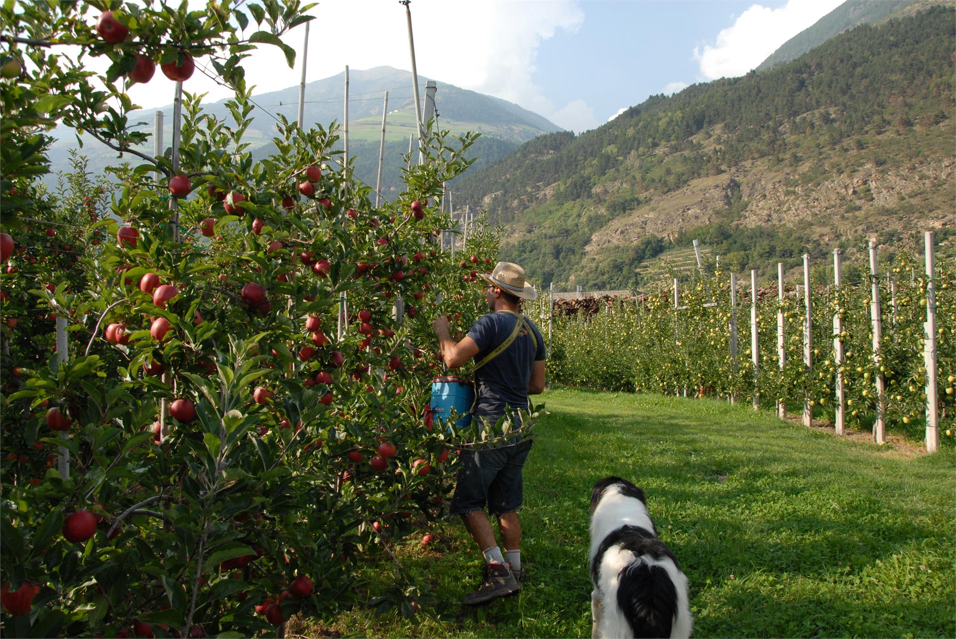 Biohof Vill Schlanders/Silandro 22 suedtirol.info