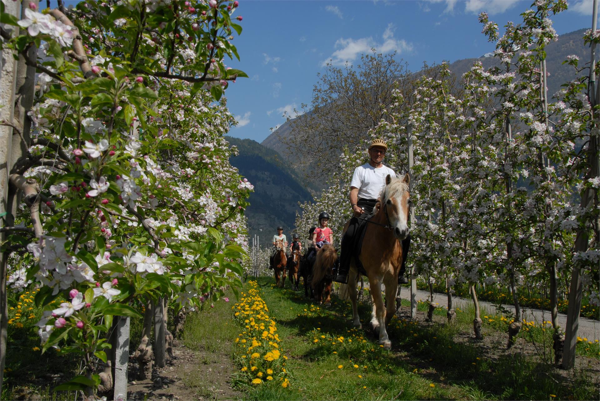 Biohof Vill Schlanders/Silandro 23 suedtirol.info