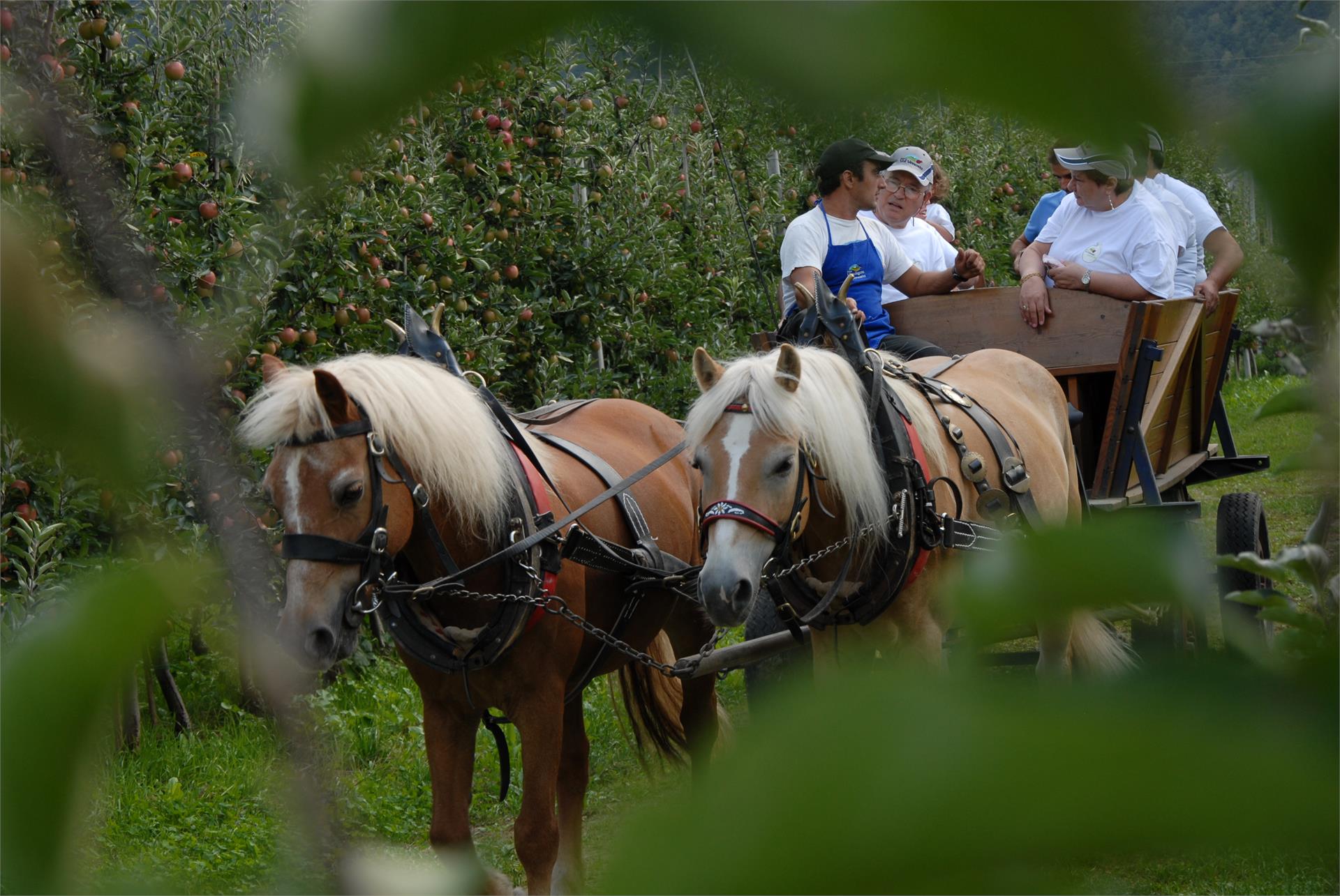 Biohof Vill Schlanders/Silandro 16 suedtirol.info