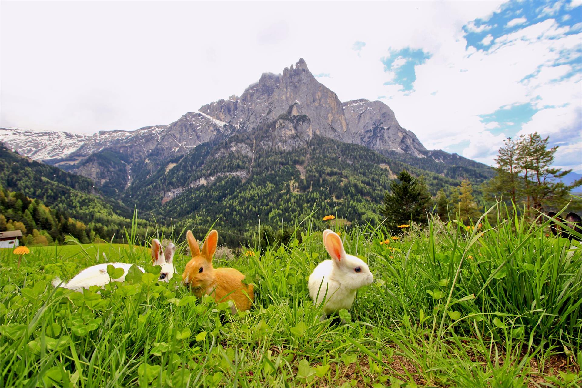 Farm Grunserhof Kastelruth/Castelrotto 11 suedtirol.info