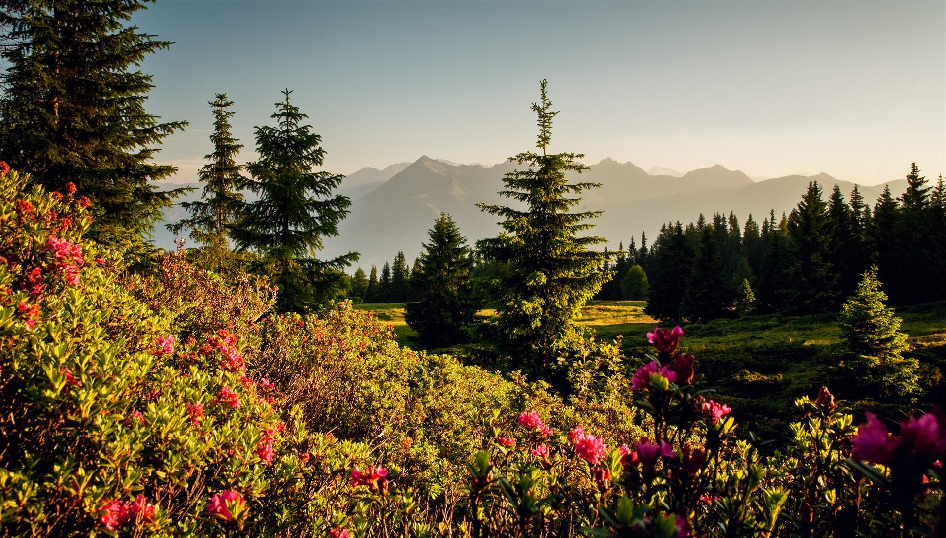 Starkenfeldhütte Rodeneck/Rodengo 15 suedtirol.info