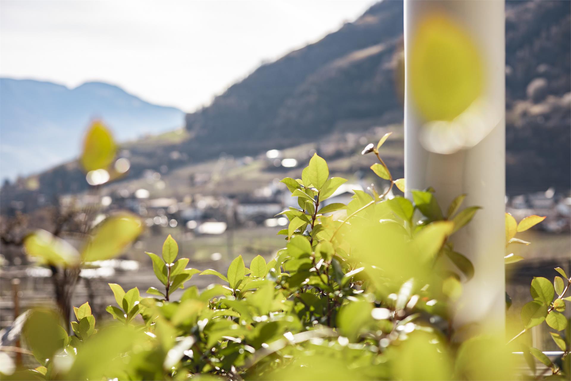 Bauernhof Scheitenguterhof Algund 21 suedtirol.info