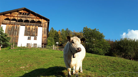 Organic farm Grotthof Deutschnofen/Nova Ponente 16 suedtirol.info