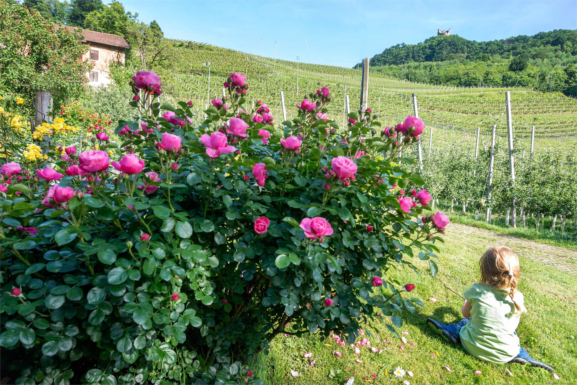 BNB Kreithof Caldaro sulla Strada del Vino 15 suedtirol.info