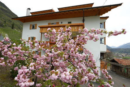 Bucherhof Marling/Marlengo 2 suedtirol.info