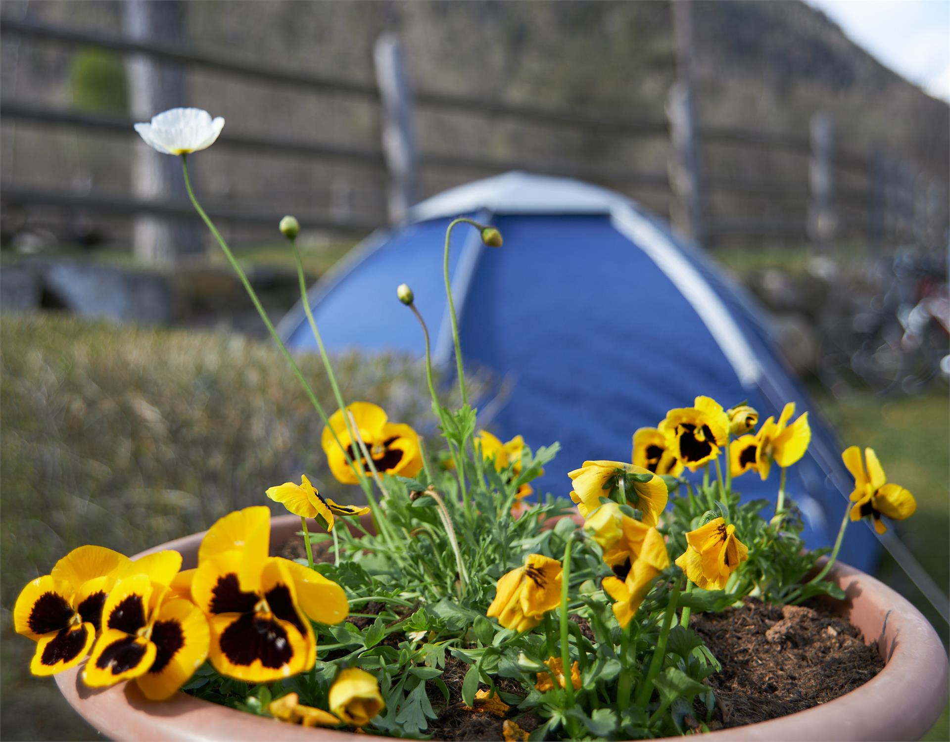 Camping im Park Glurns 4 suedtirol.info