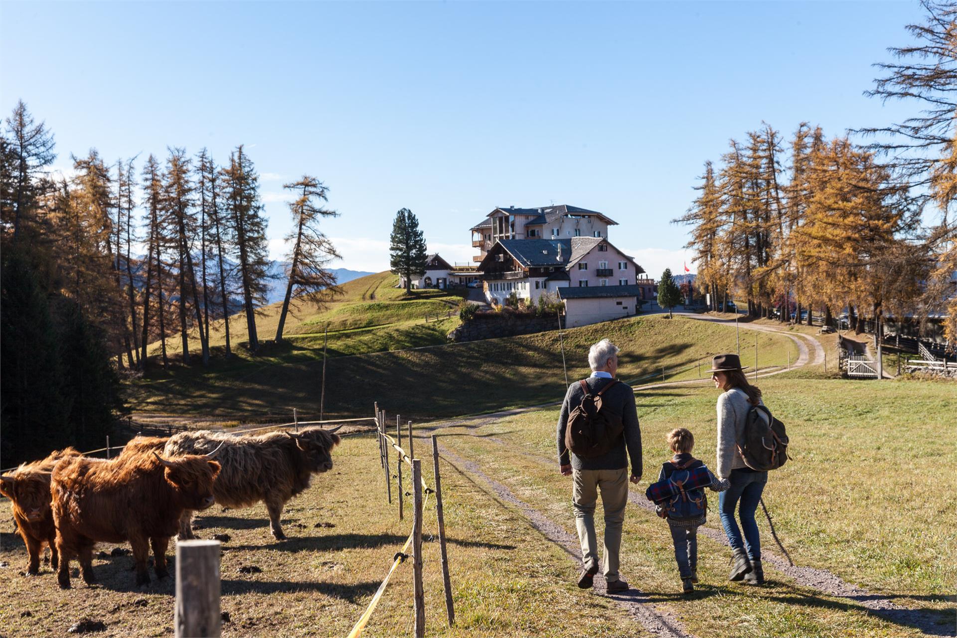 Der Zirmerhof Aldein 21 suedtirol.info