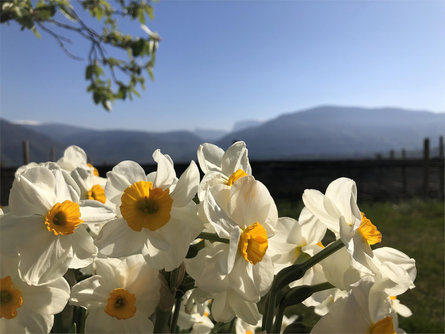 DAS MATSCHER - Residence & Garden Hotel Eppan an der Weinstraße 23 suedtirol.info