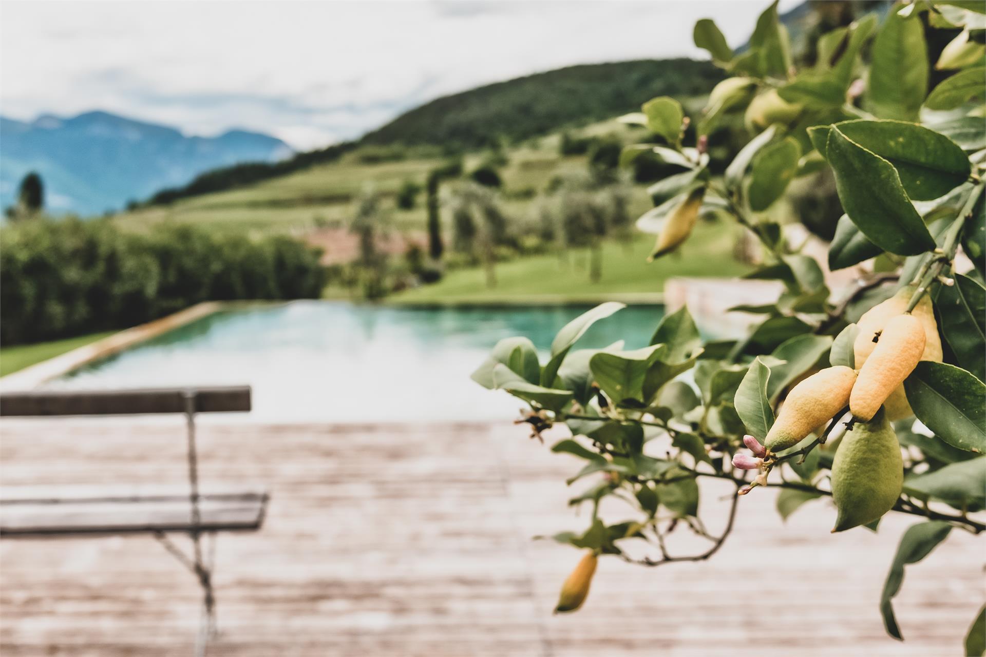 Die Sonne Kaltern an der Weinstraße/Caldaro sulla Strada del Vino 2 suedtirol.info