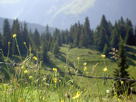 Eggerhof Appartements Racines 17 suedtirol.info