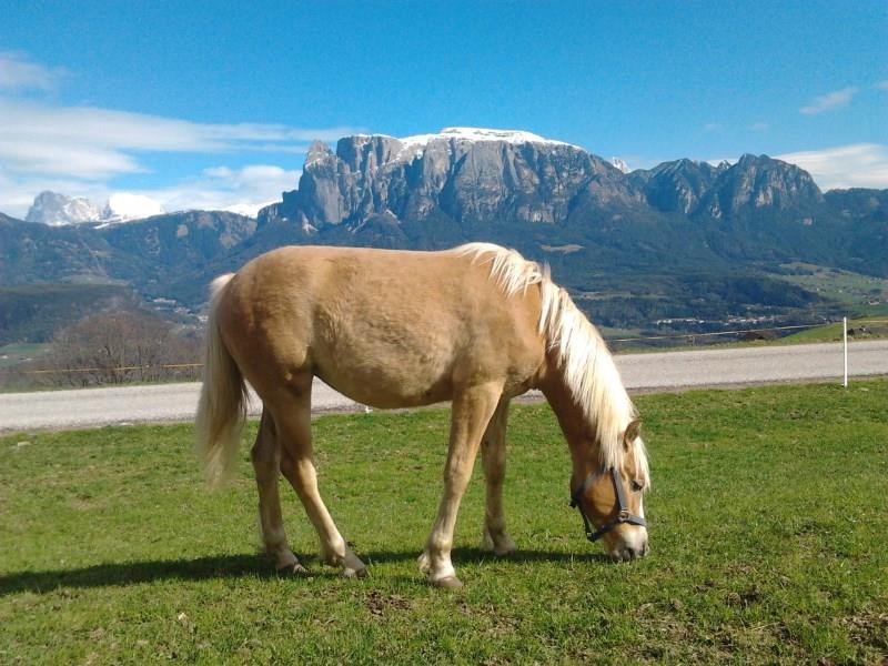 Egarter Ritten 4 suedtirol.info