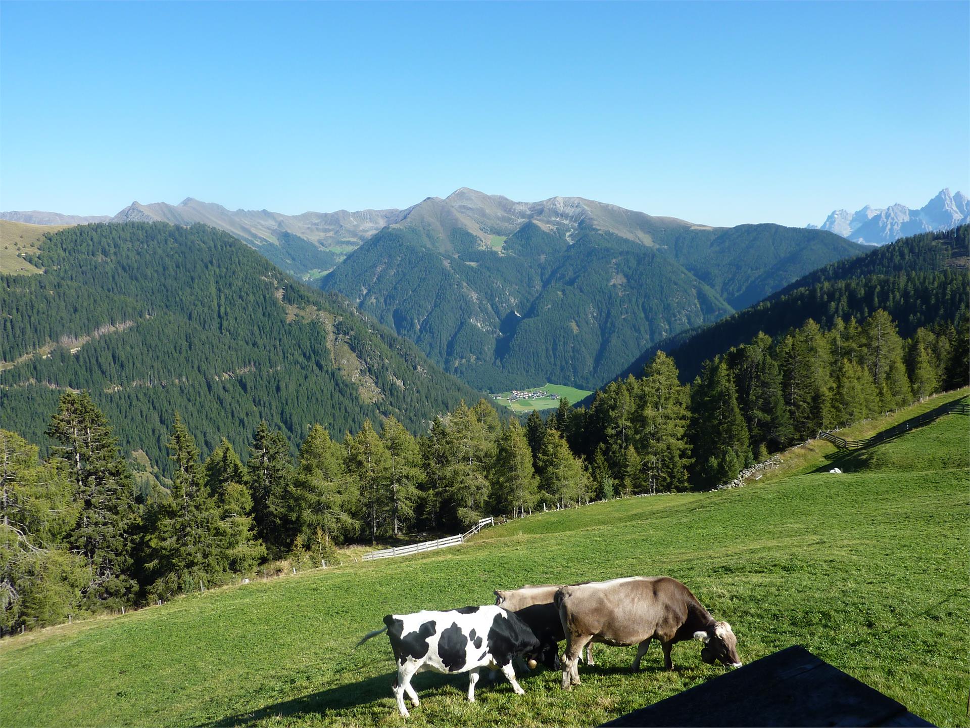 Ferienwohnungen Bannwald Gsies/Valle di Casies 7 suedtirol.info