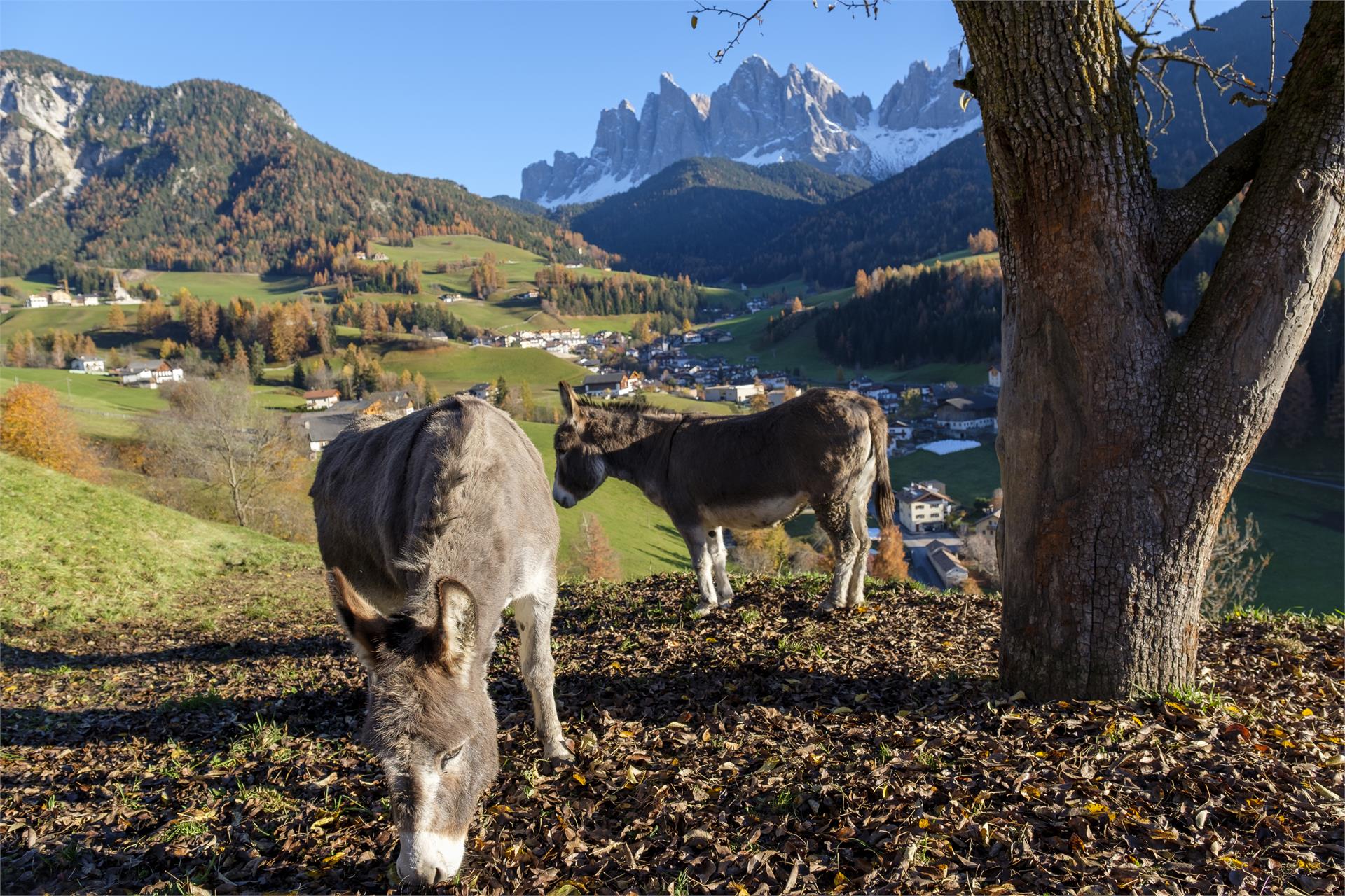 Galreidhof Villnöss 6 suedtirol.info