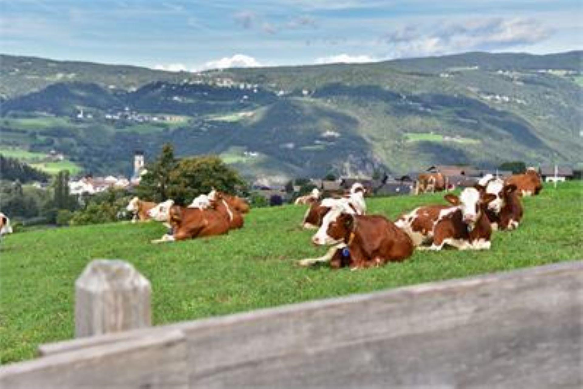 Gatterpunerhof Völs am Schlern 9 suedtirol.info