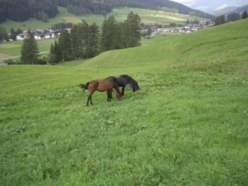 Gesenhof Sexten 4 suedtirol.info