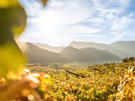 Garni Ilke Kaltern an der Weinstraße 1 suedtirol.info