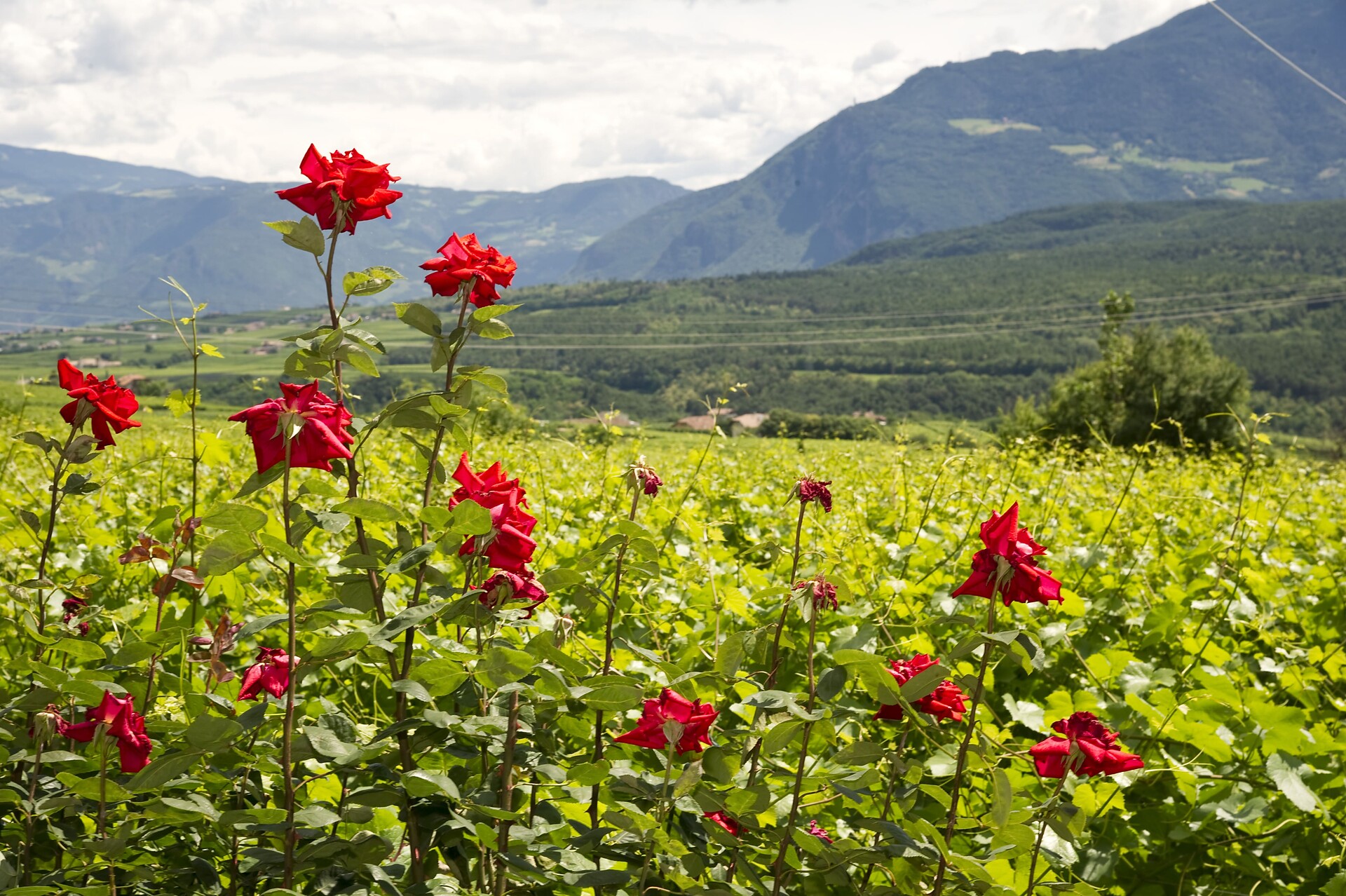 Gästehaus  Weinberg Kaltern an der Weinstraße/Caldaro sulla Strada del Vino 16 suedtirol.info