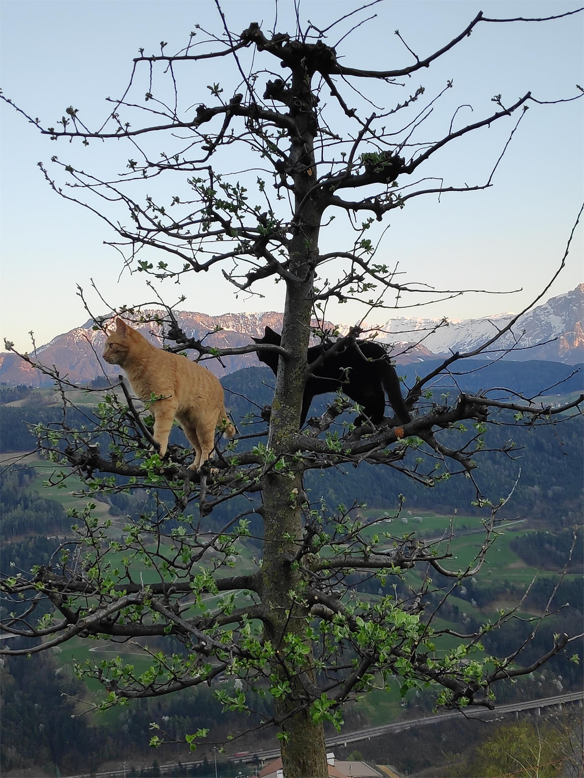 Gostnerhof Villanders 26 suedtirol.info