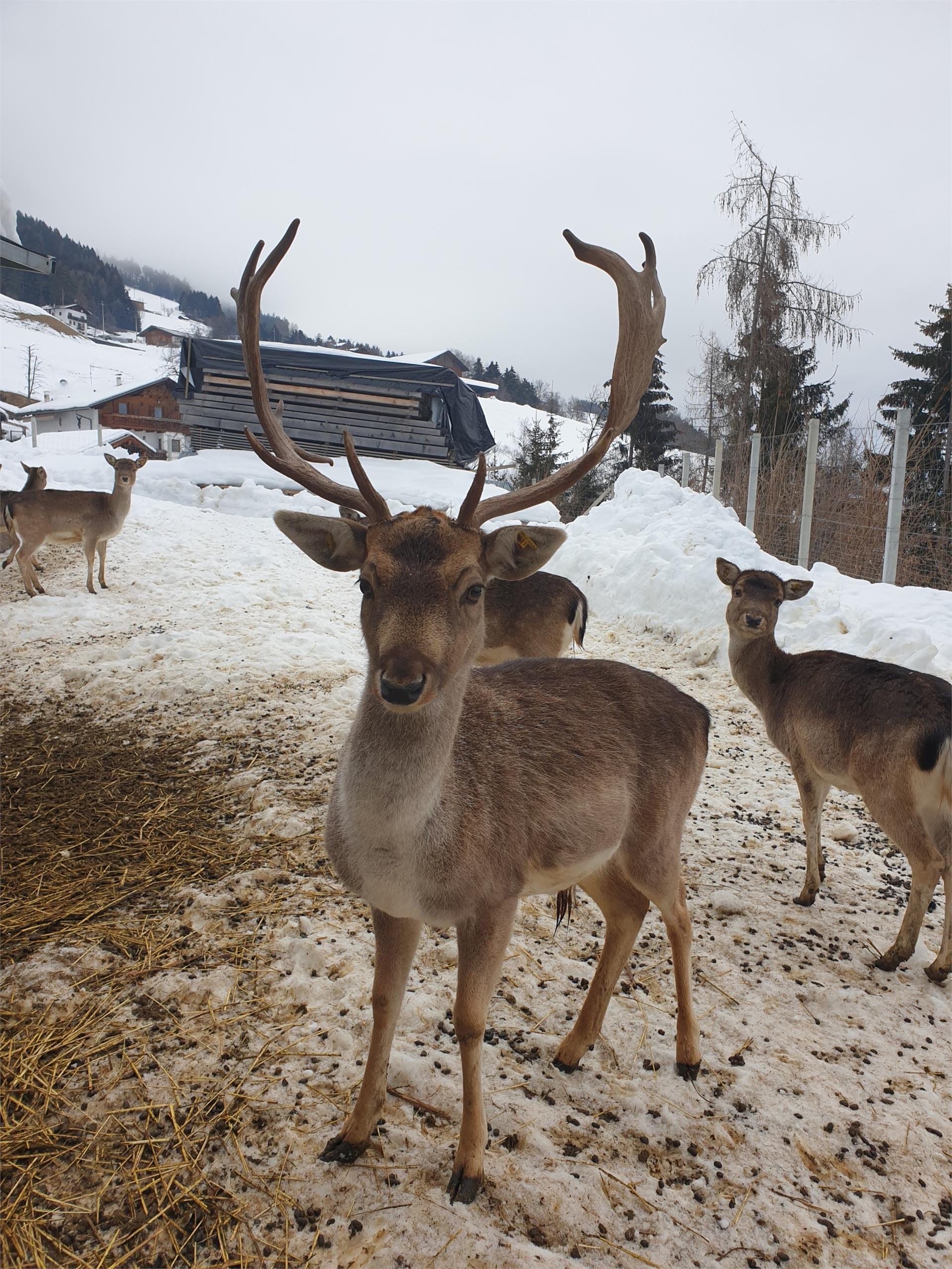 Gostnerhof Villanders 22 suedtirol.info