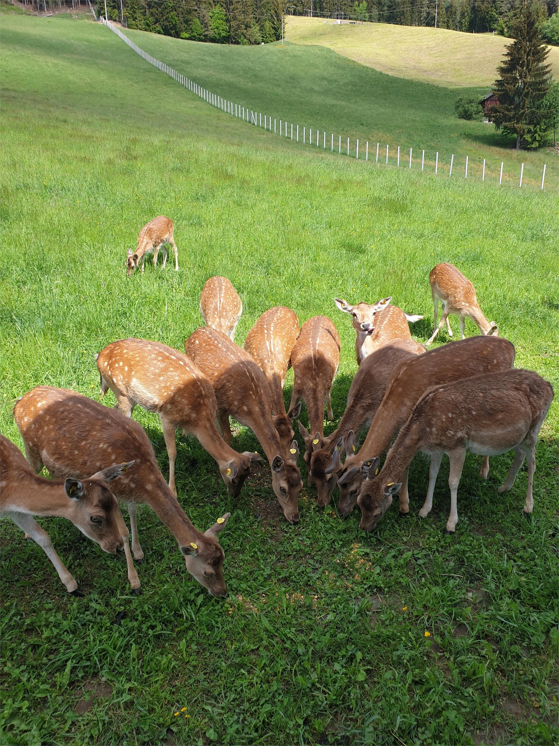 Gostnerhof Villanders 21 suedtirol.info