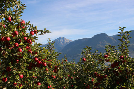 Greiterhof Lana 16 suedtirol.info