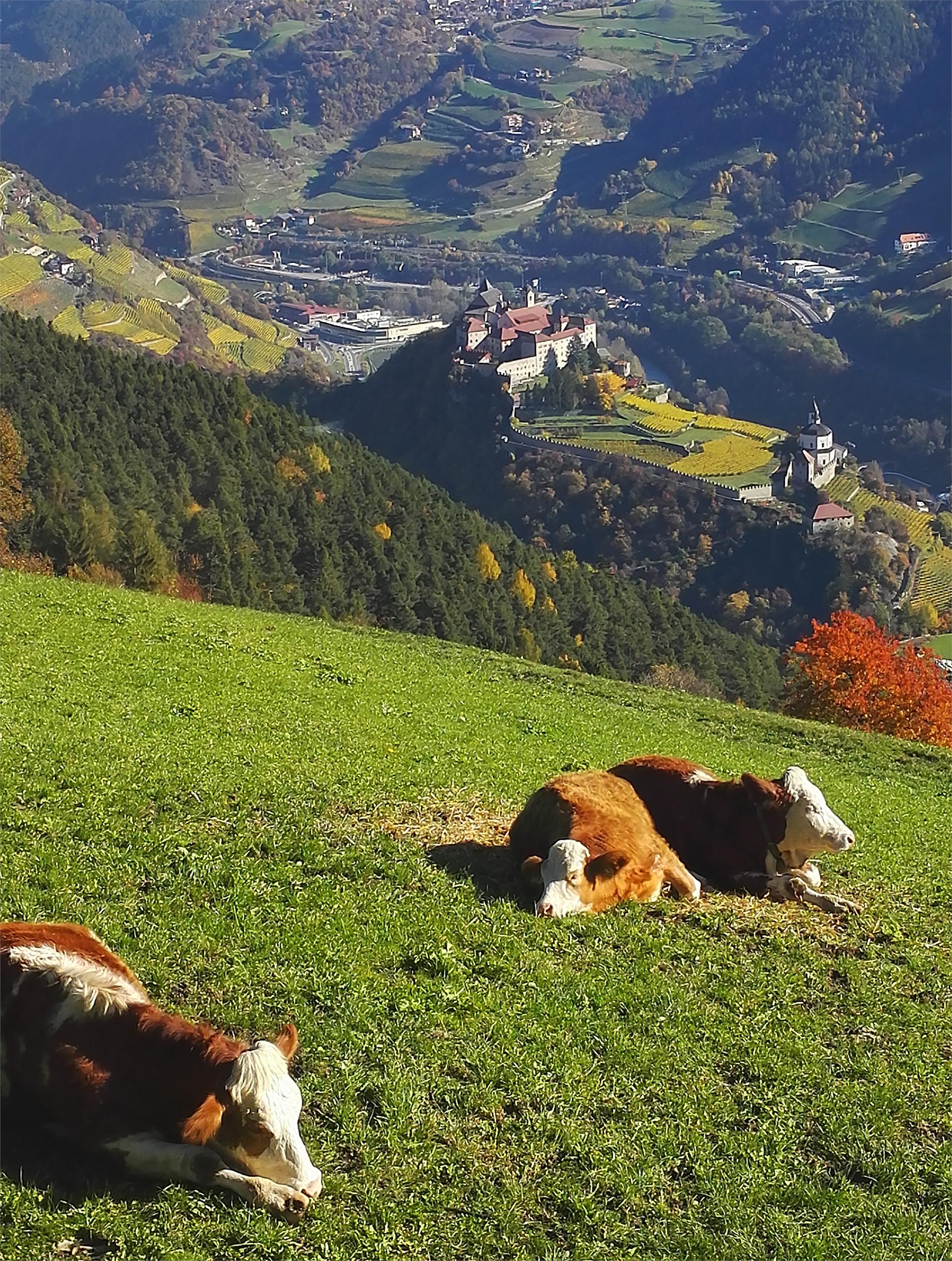 Gnolerhof Villanders 12 suedtirol.info