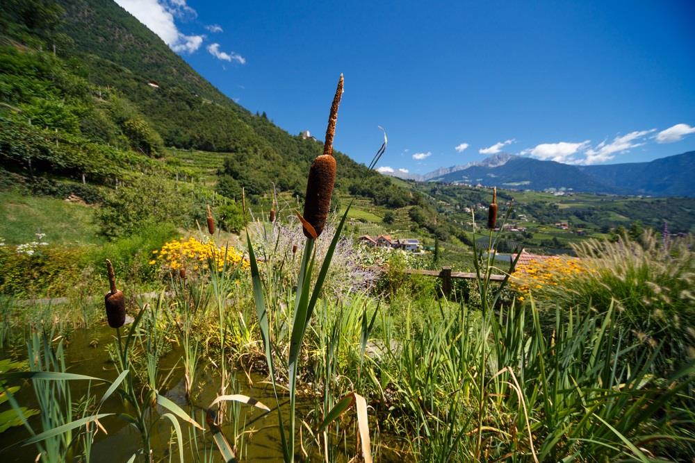 Garni Weigelehof Algund/Lagundo 10 suedtirol.info