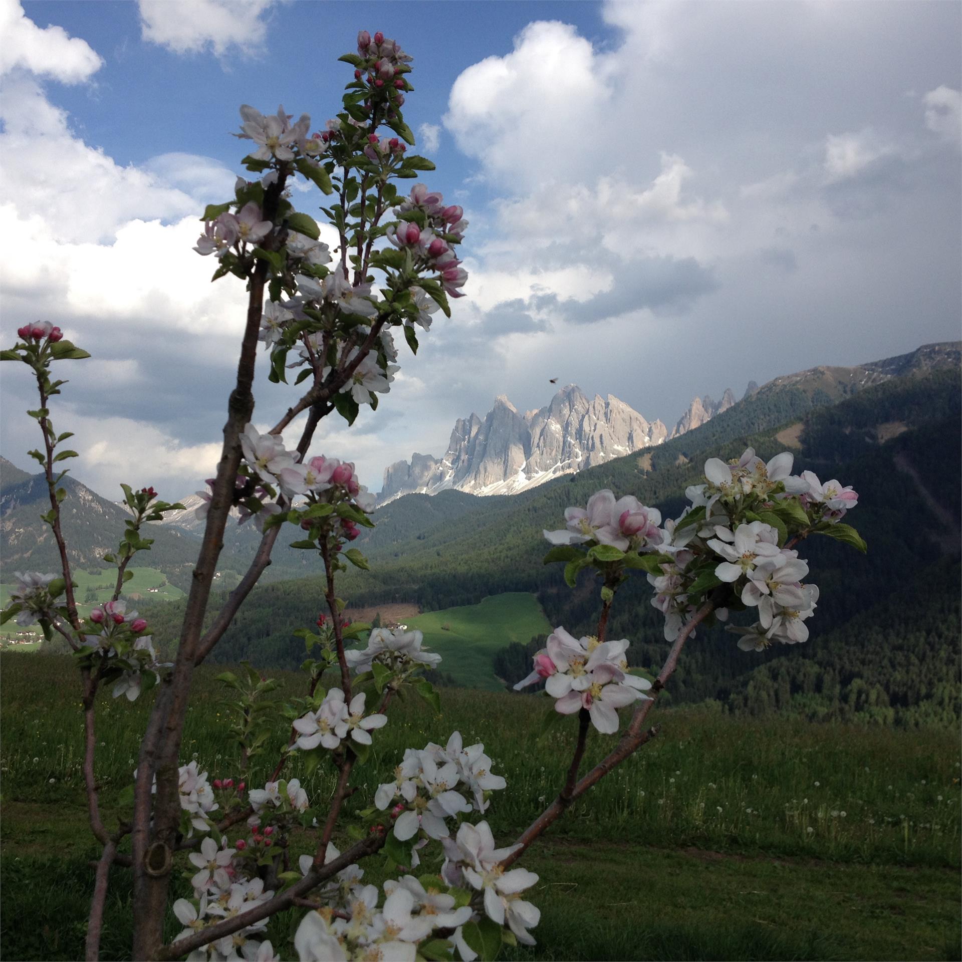 Gasleidhof Villnöss 21 suedtirol.info