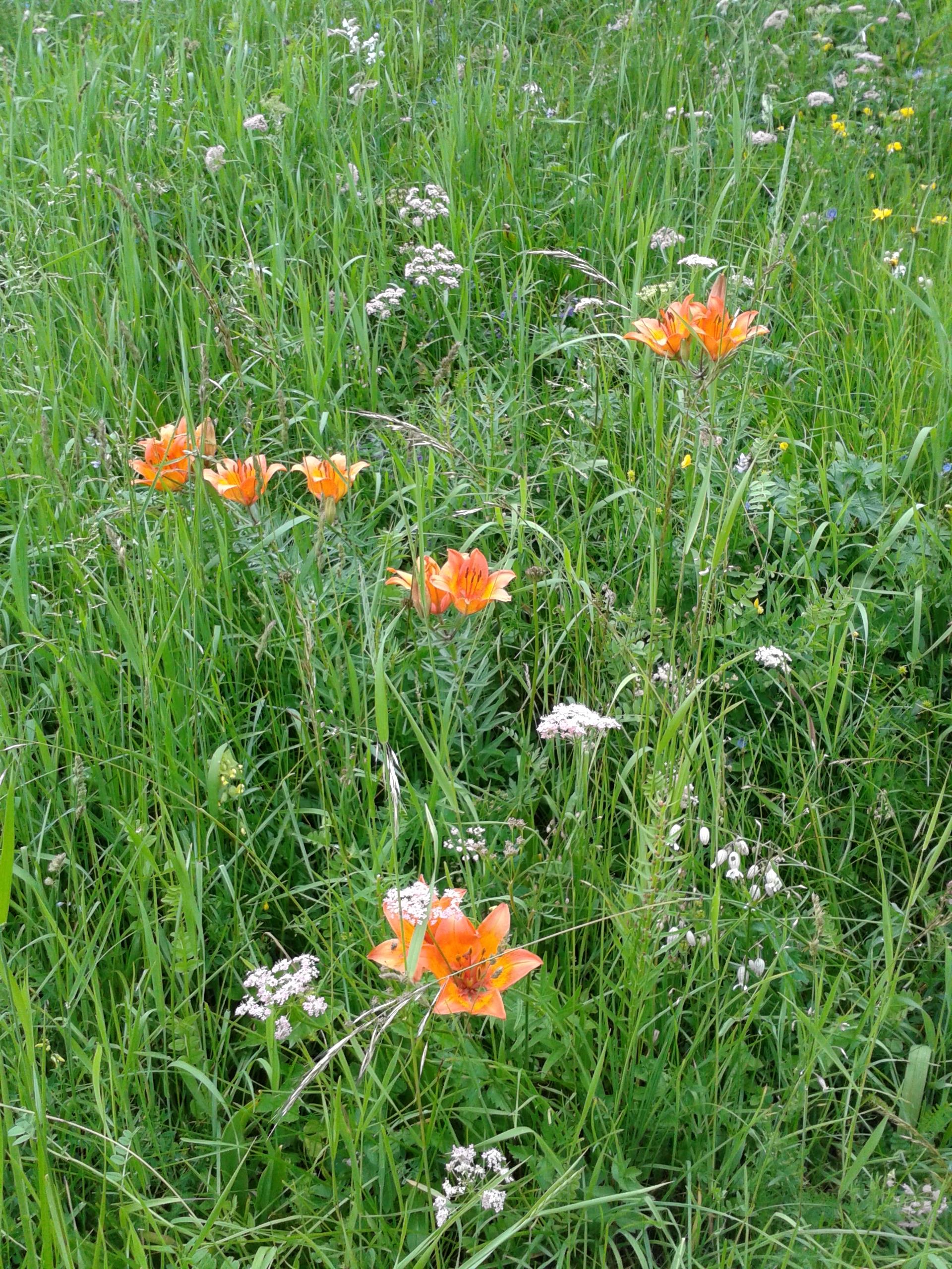 Garni Rubens Selva 14 suedtirol.info