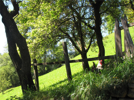 Maso Hieblerhof Völs am Schlern/Fiè allo Sciliar 18 suedtirol.info