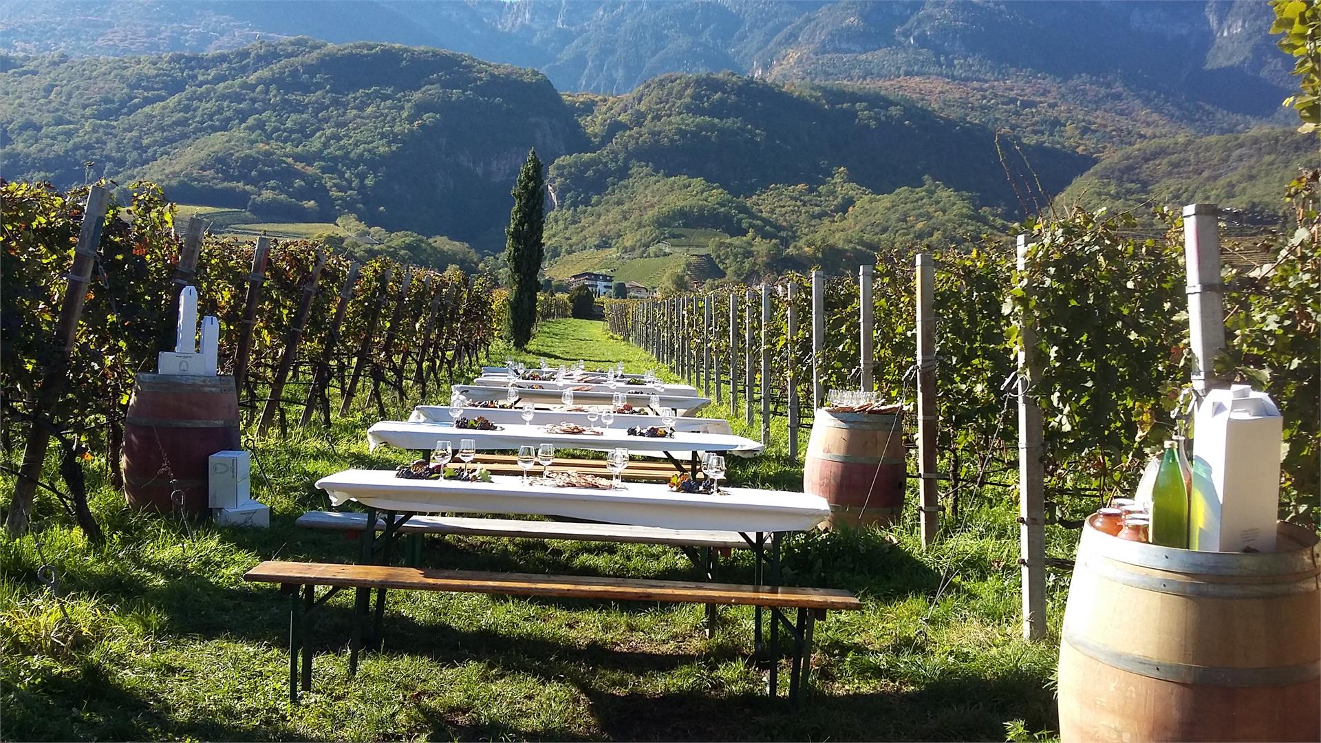 Haus zur Traube Caldaro sulla Strada del Vino 8 suedtirol.info