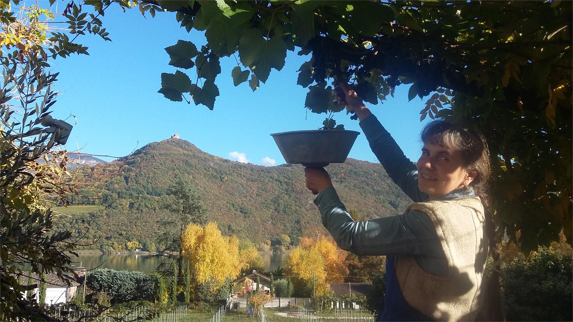 Haus zur Traube Caldaro sulla Strada del Vino 7 suedtirol.info