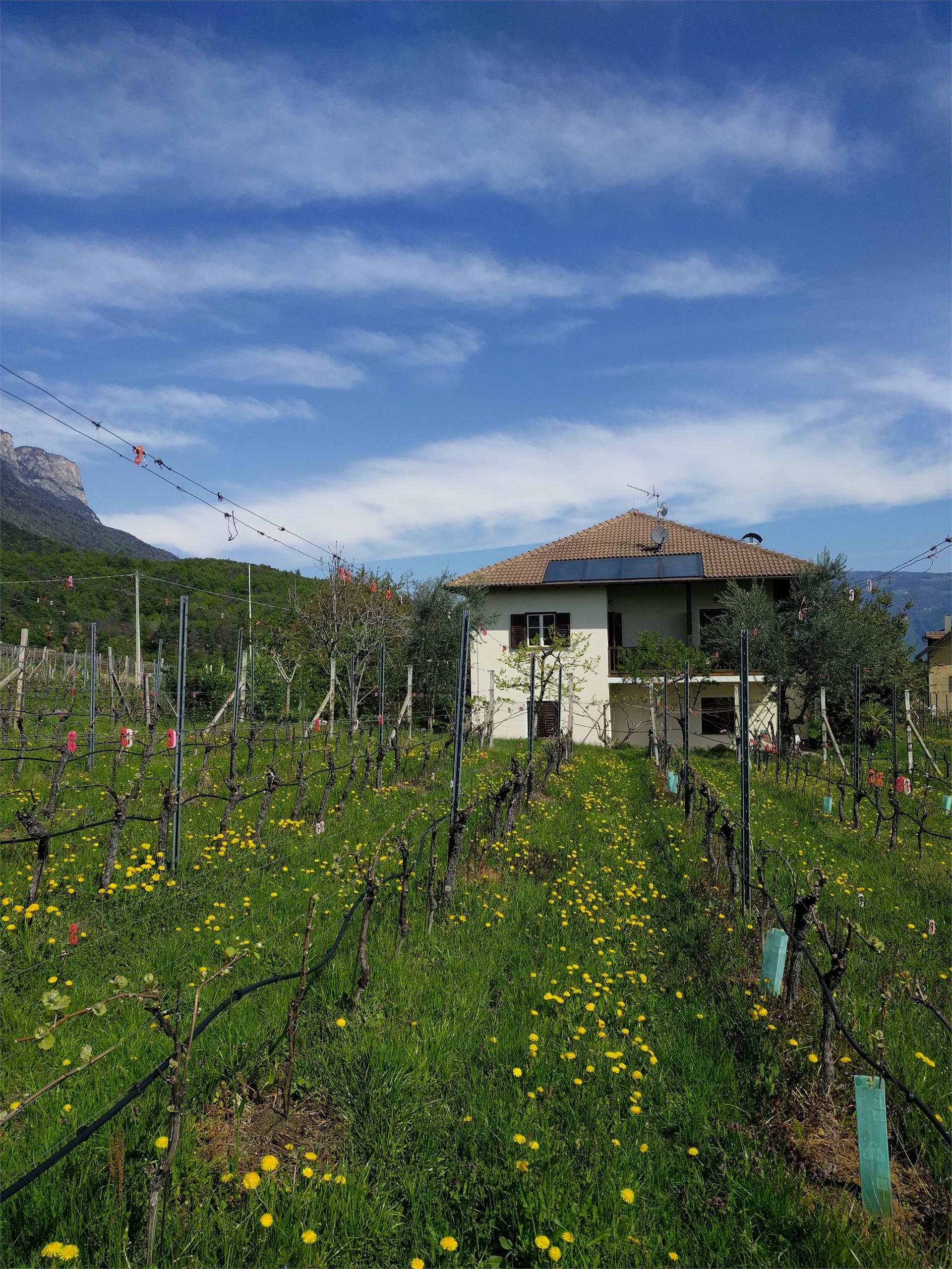 Hochleiten Hof Caldaro sulla Strada del Vino 4 suedtirol.info