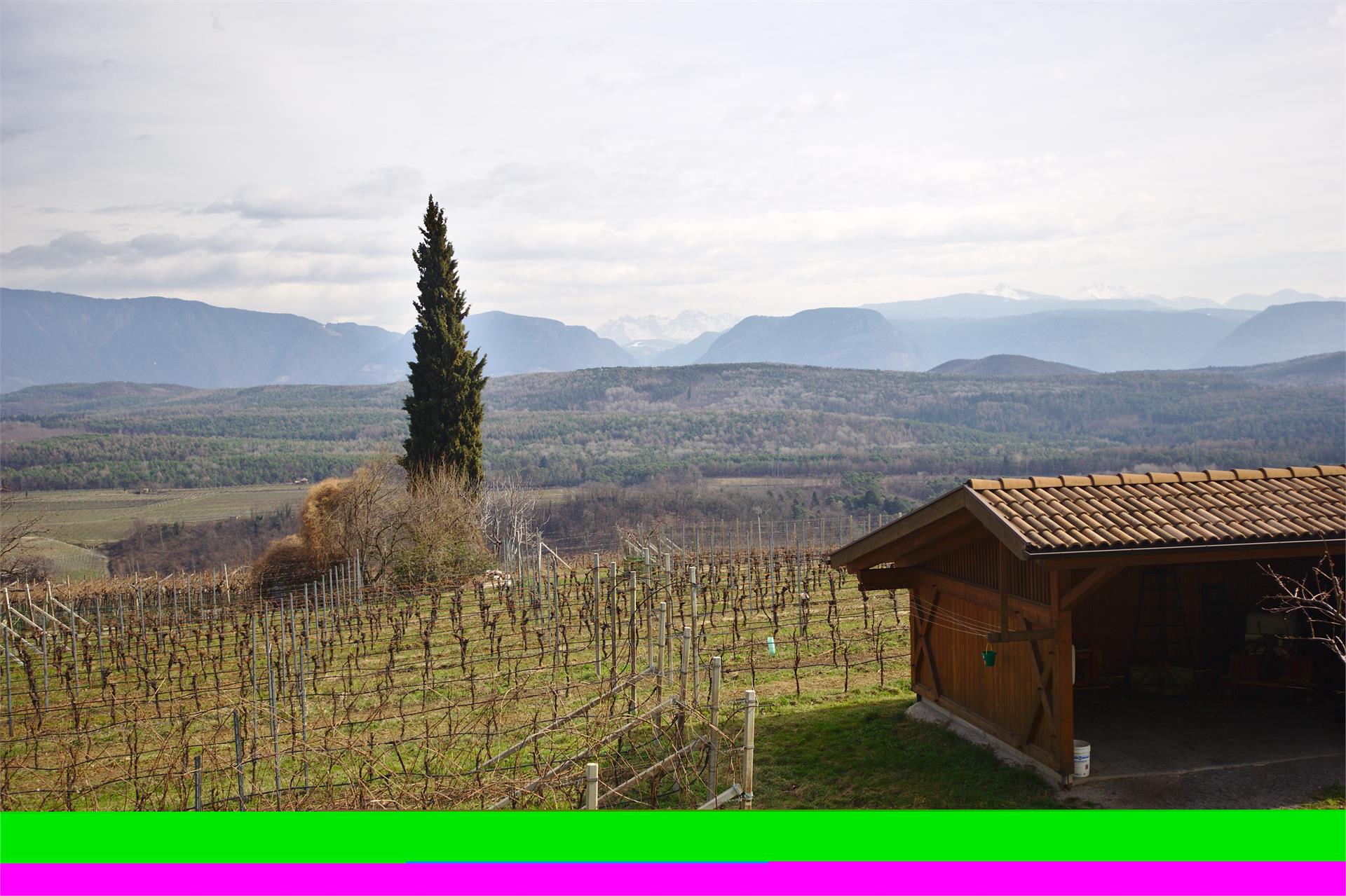 Hochleiten Hof Caldaro sulla Strada del Vino 6 suedtirol.info