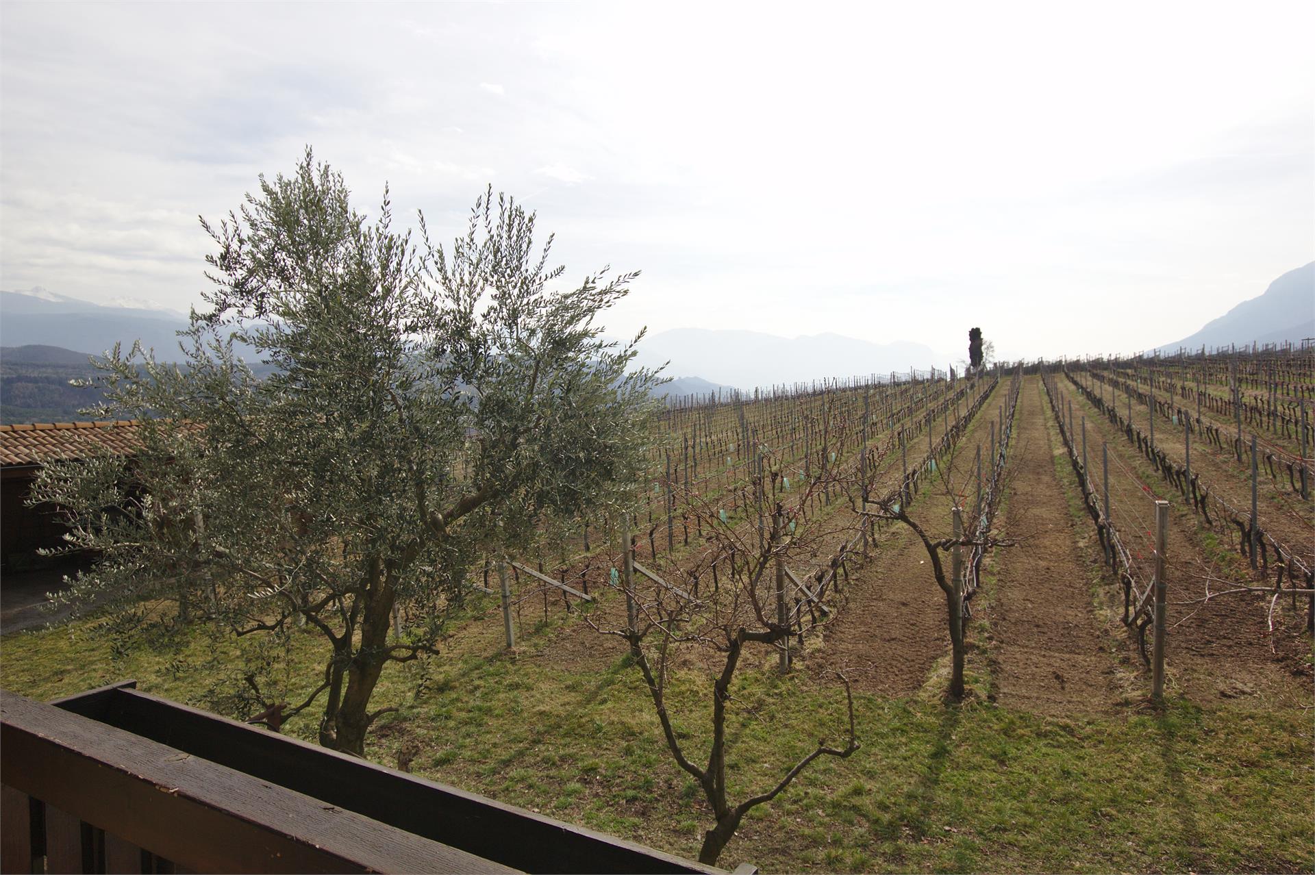 Hochleiten Hof Caldaro sulla Strada del Vino 8 suedtirol.info