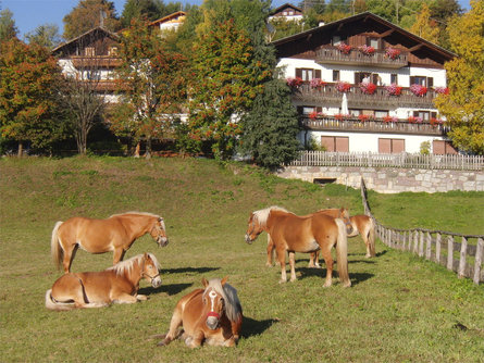 Casa Hafner Avelengo 3 suedtirol.info