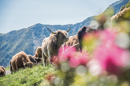 Hochzirm Campo Tures 1 suedtirol.info