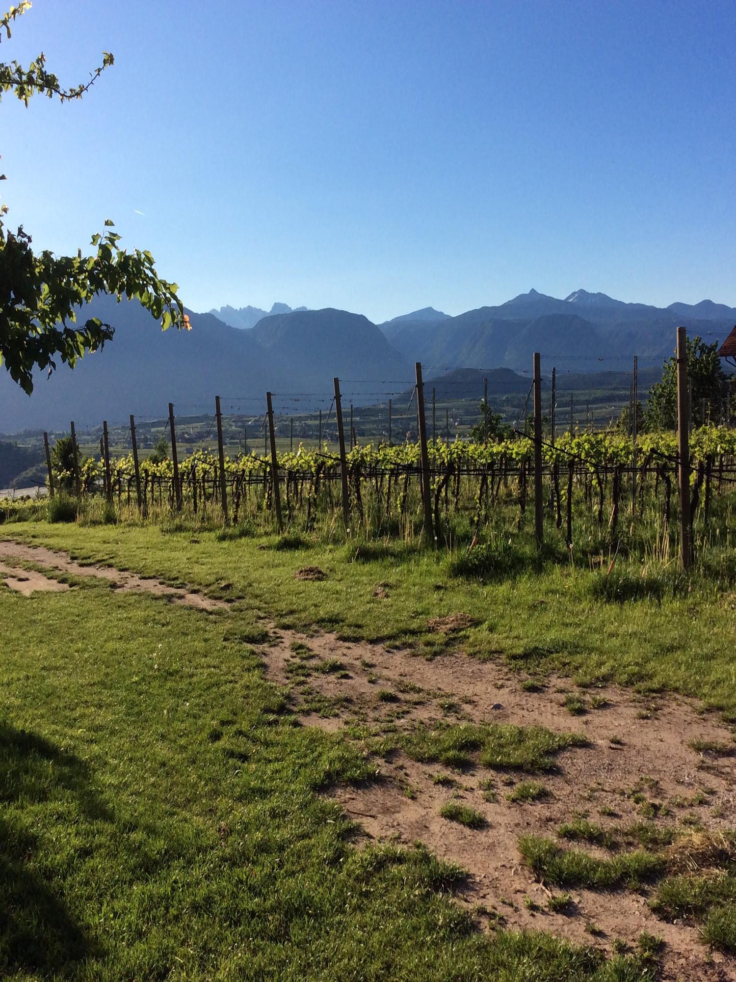 Haas Maria Luise Eppan an der Weinstaße/Appiano sulla Strada del Vino 5 suedtirol.info