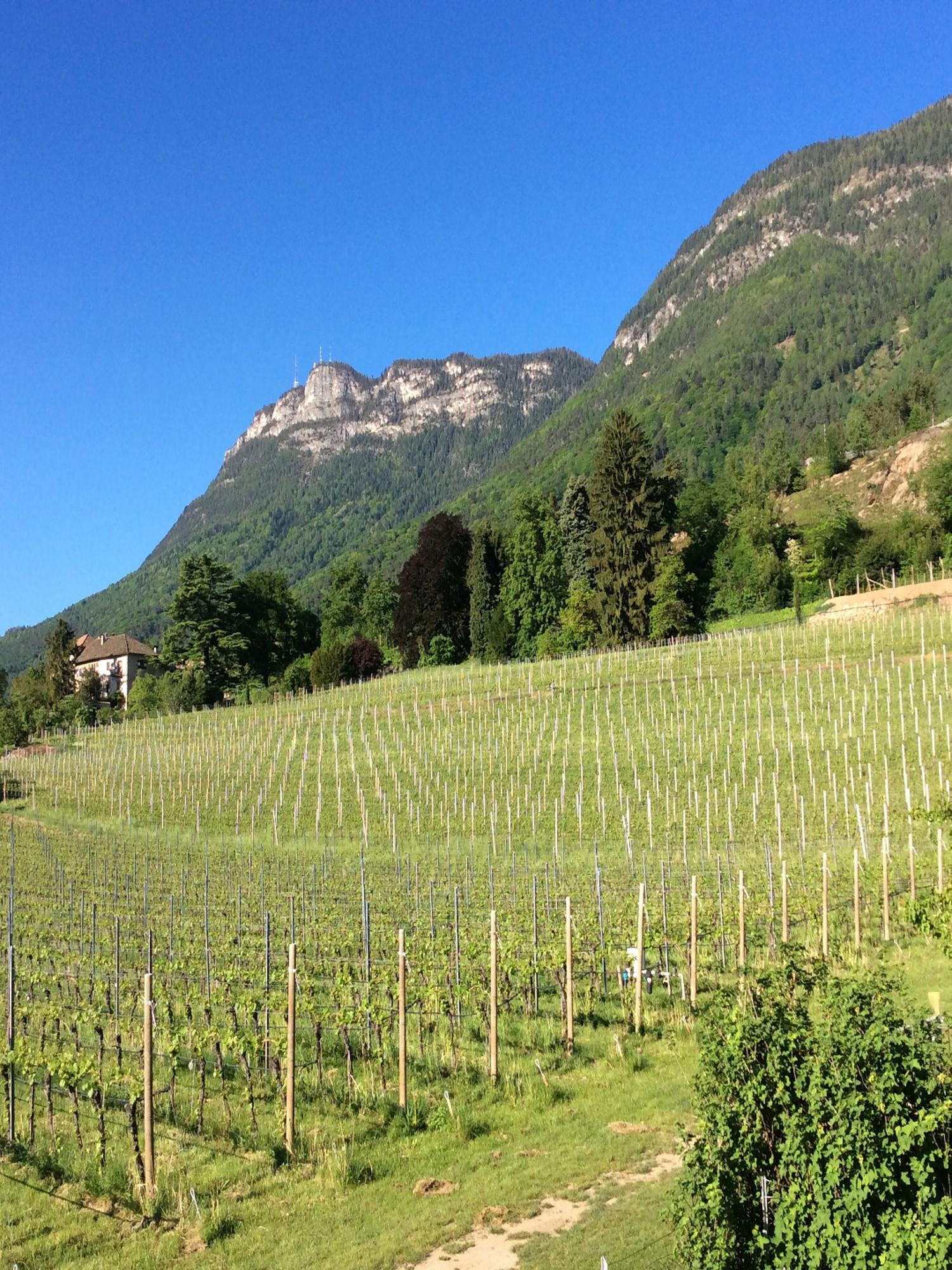 Haas Maria Luise Eppan an der Weinstaße/Appiano sulla Strada del Vino 3 suedtirol.info