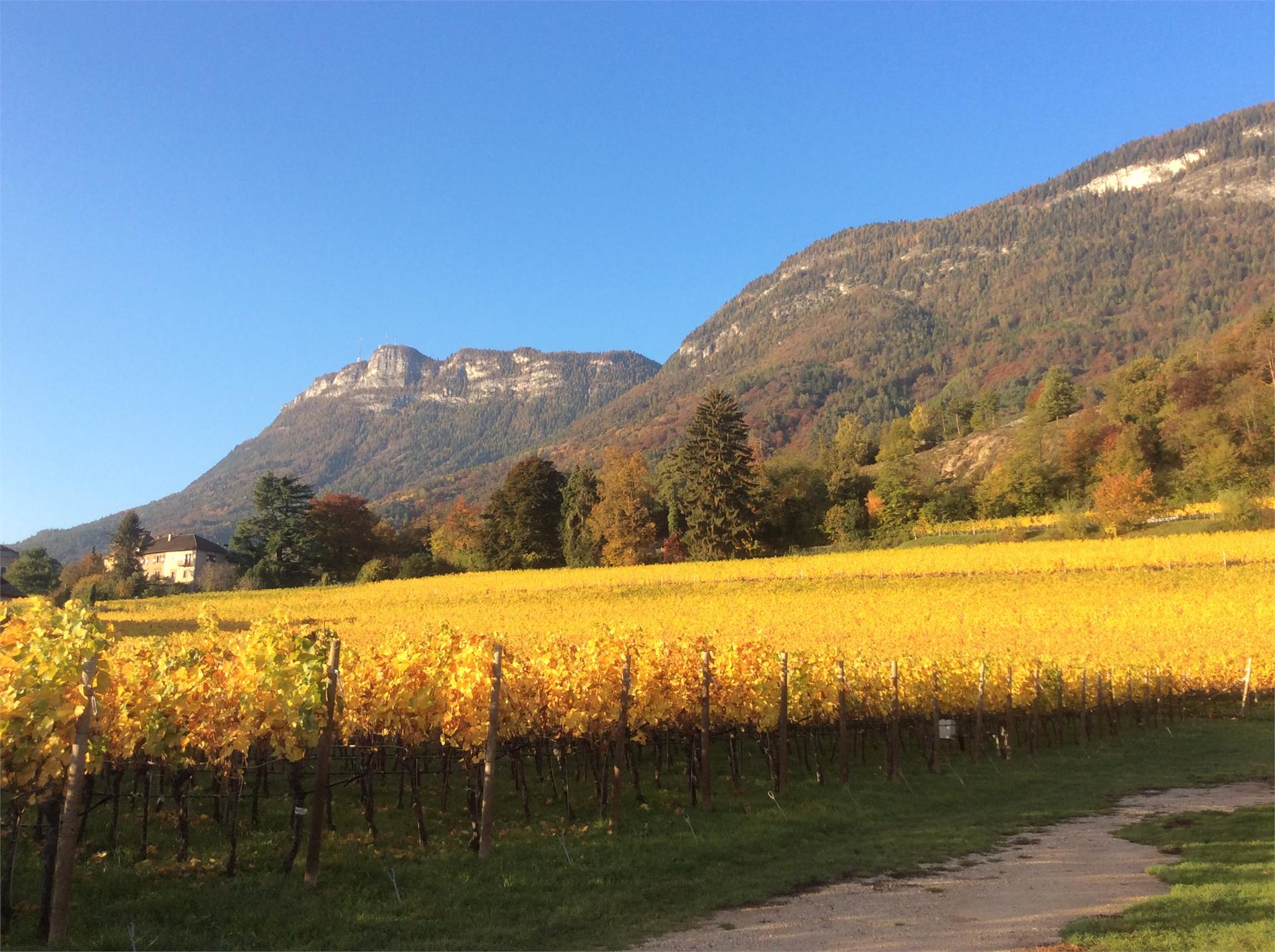 Haas Maria Luise Eppan an der Weinstaße/Appiano sulla Strada del Vino 14 suedtirol.info