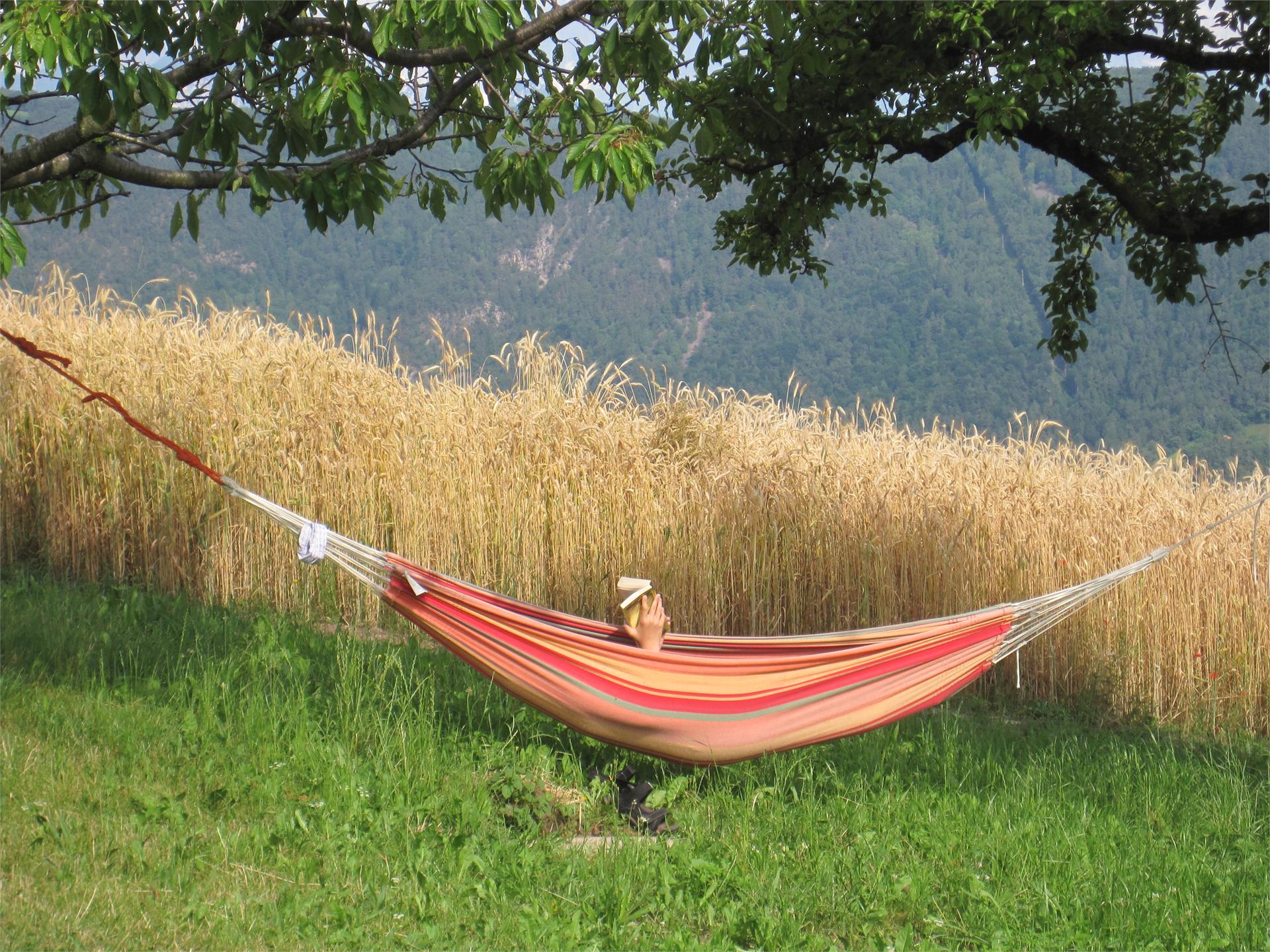 Haflinger Hof San Genesio Atesino 2 suedtirol.info