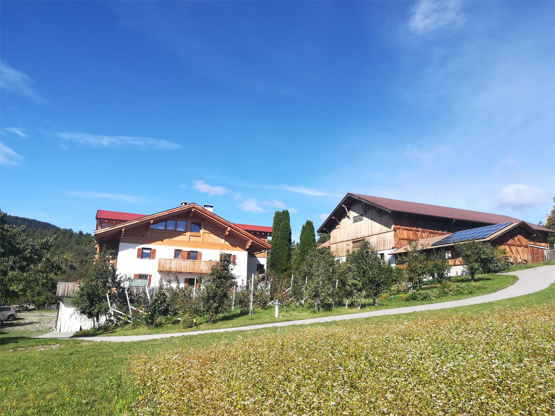 Haflinger Hof San Genesio Atesino 3 suedtirol.info