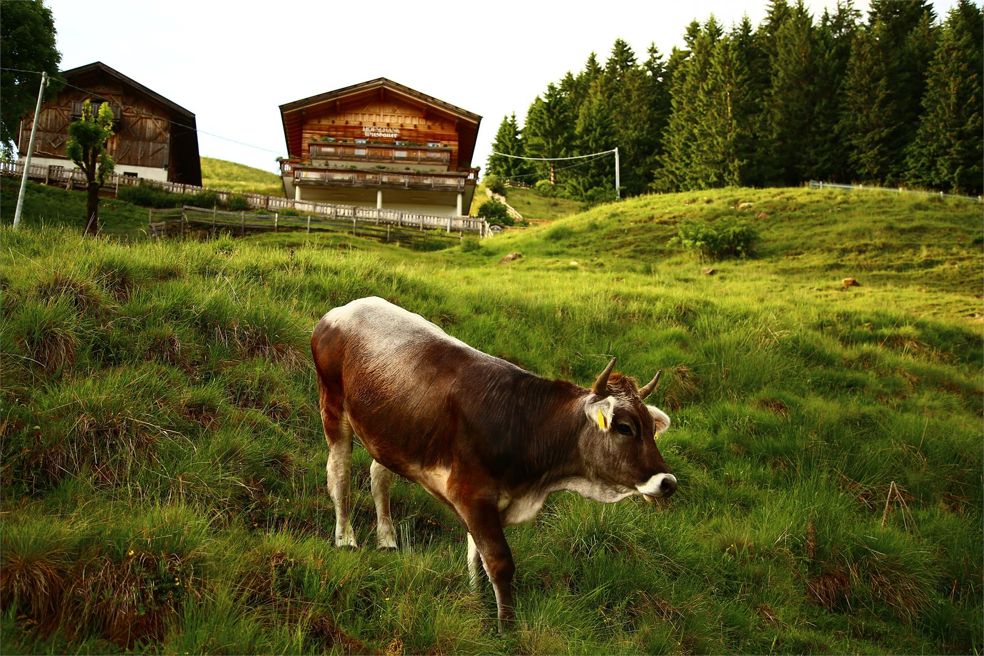 Hofschank Wiesbauer Schenna/Scena 2 suedtirol.info