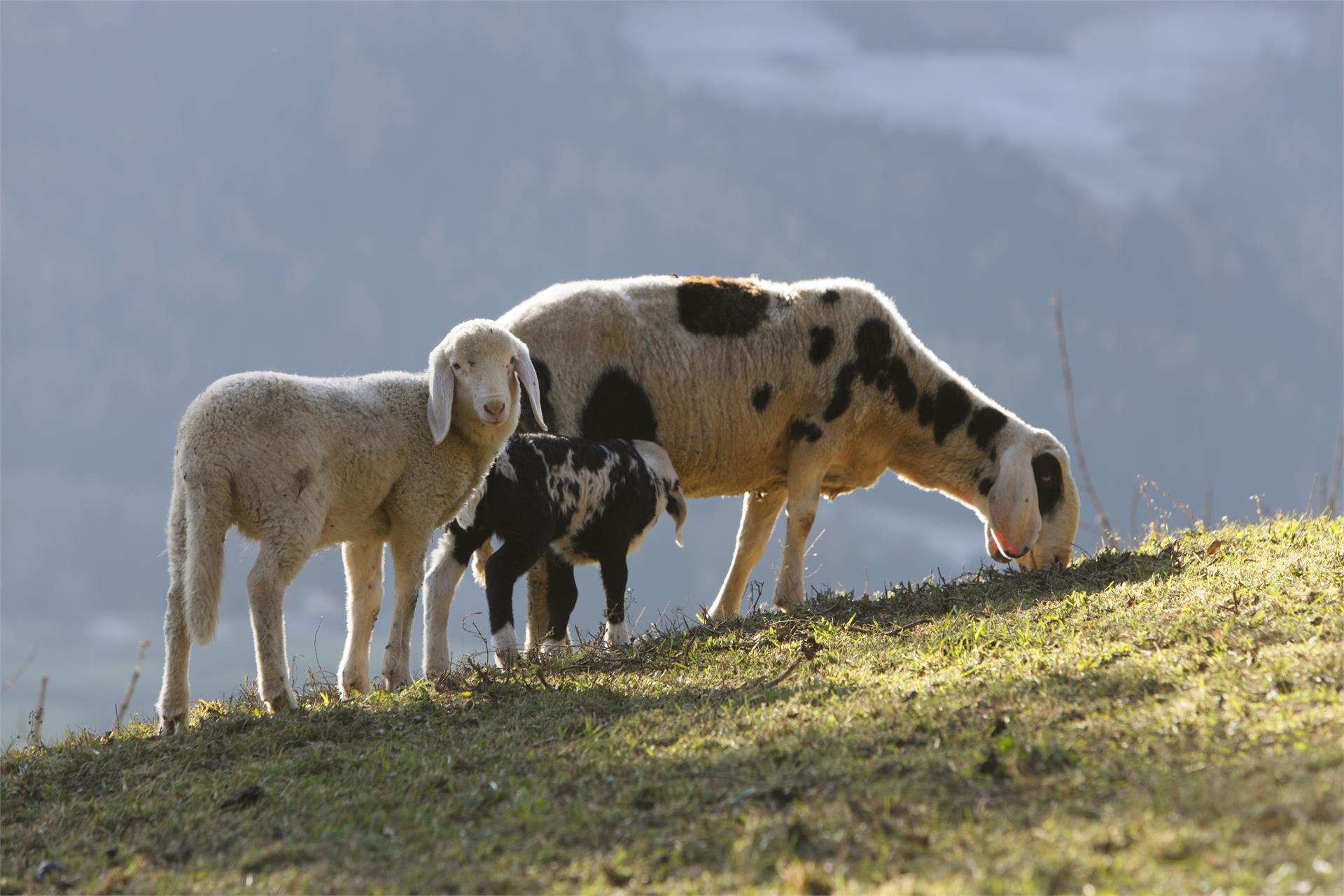 Hofschank Wiesbauer Schenna/Scena 10 suedtirol.info