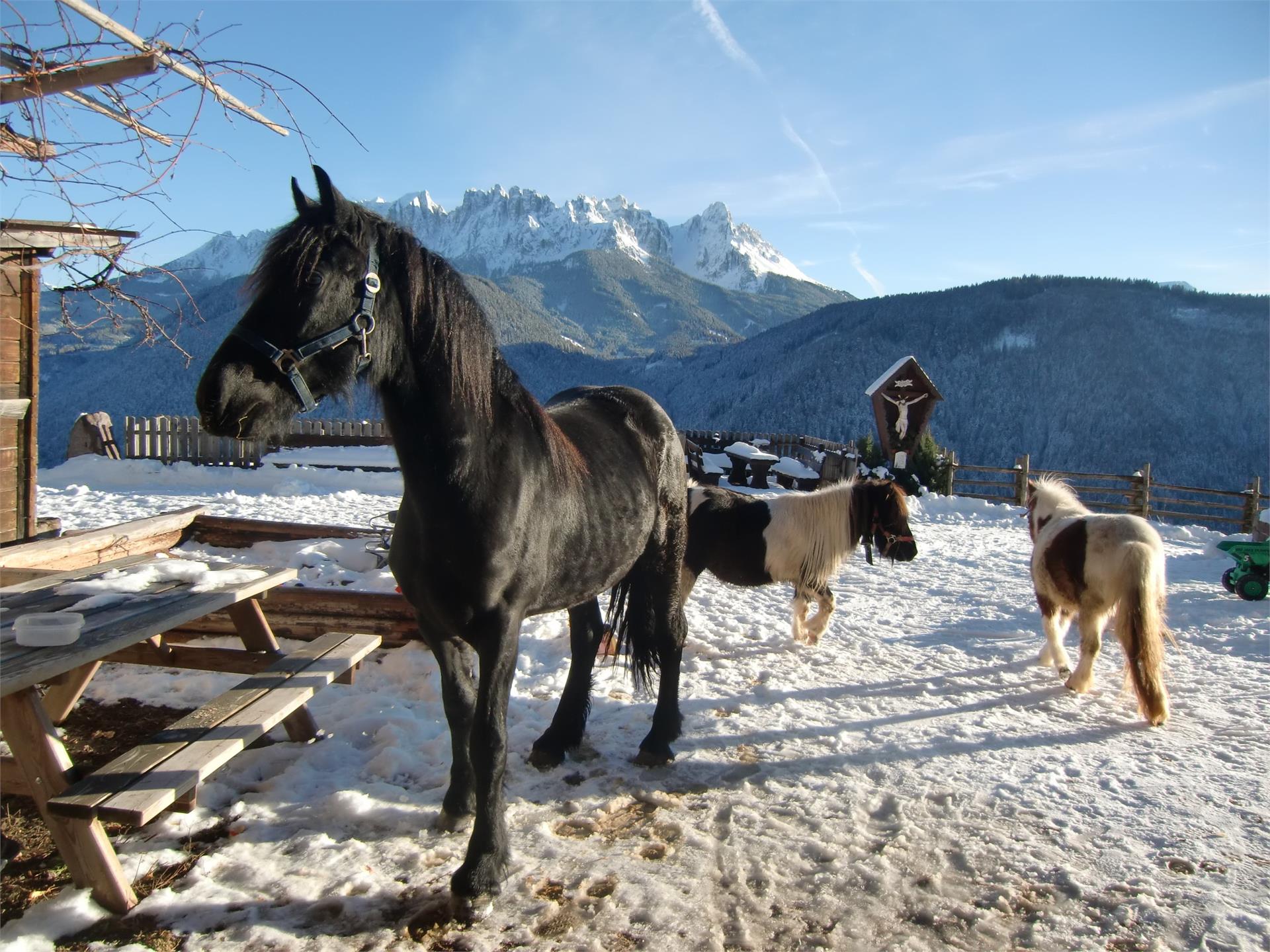 Innerfohrerhof Welschnofen 10 suedtirol.info